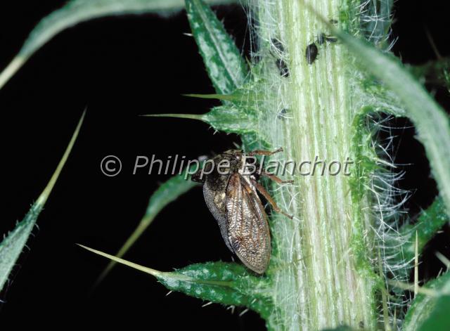 centrotus cornutus.JPG - Centrotus cornutusDemi DiableHemiptera, MembracidaeFrance